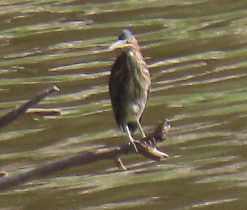 Green Heron