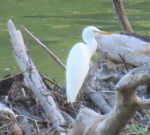 Western Cattle-Egret