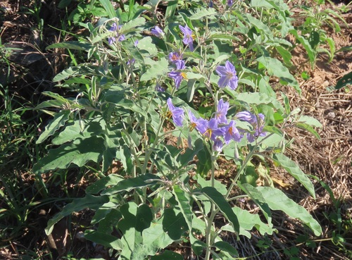 silverleaf nightshade
