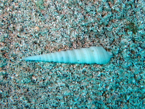 Terebra funiculata observed 2026-09-04