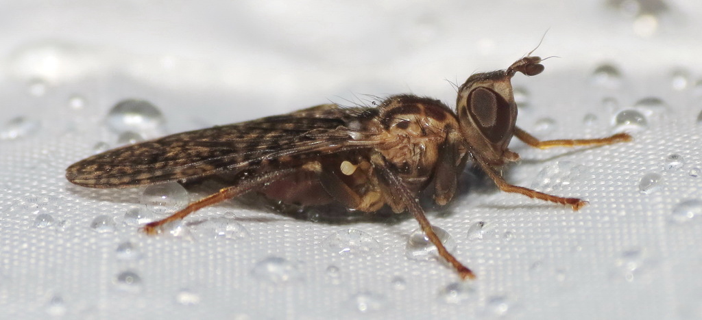 Pyrgota valida
