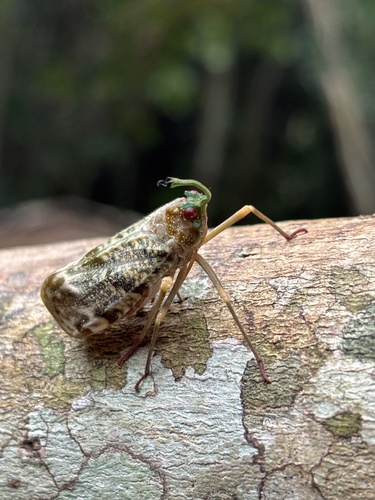 Enchophora recurva