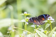 Hypolimnas bolina bolina