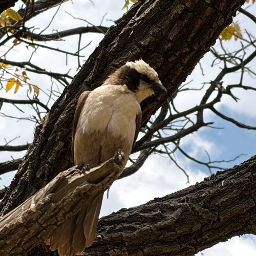 White-crowned Shrike