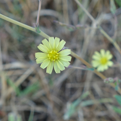 prickly lettuce