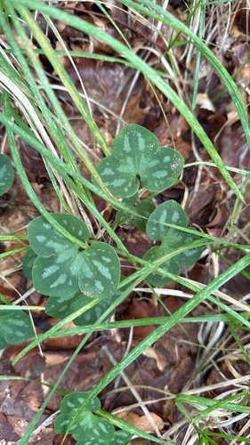 Liverleaf