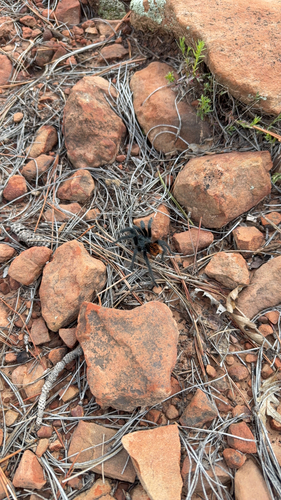 Grand Canyon Black Tarantula