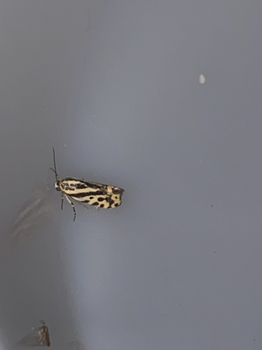 Spotted Sulphur