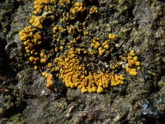 Polycauliona verruculifera