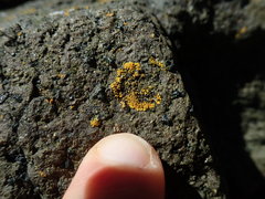 Polycauliona verruculifera