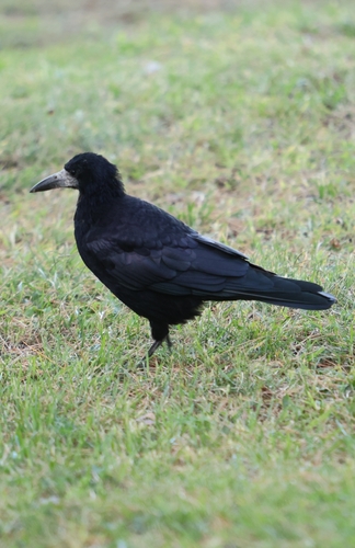 Rook