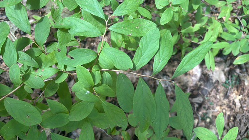 Gaylussacia frondosa, 2026-09-18