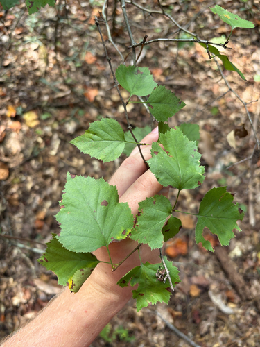 Crataegus pruinosa, 2026-09-18