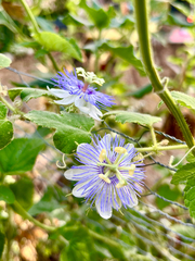 Passiflora foetida