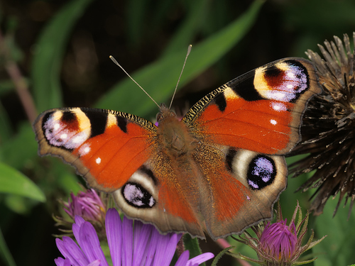 European Peacock Butterfly