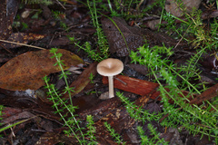 Singerocybe