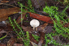 Singerocybe