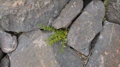 Galium verrucosum