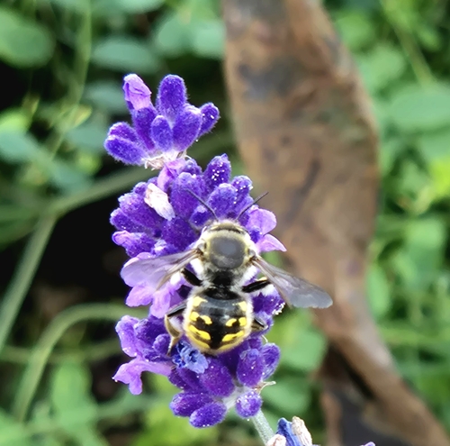 European Woolcarder Bee