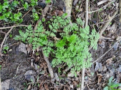 Conioselinum chinense