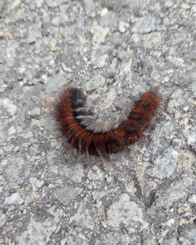 Fox Moth