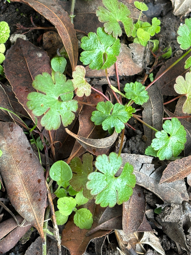Geranium lucidum, photograph 3