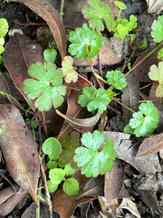 Geranium lucidum, photograph (c) Jose Gutierrez Higa, some rights reserved (CC BY)