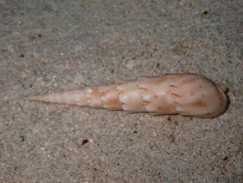 Oxymeris crenulata observed 2026-09-04