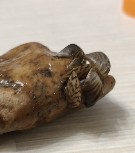 Zebra Mussel