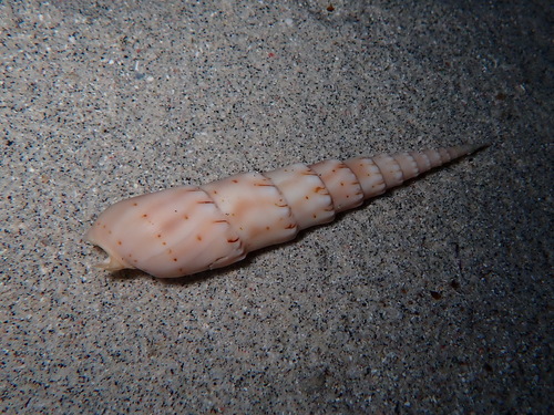 Oxymeris crenulata observed 2026-09-07