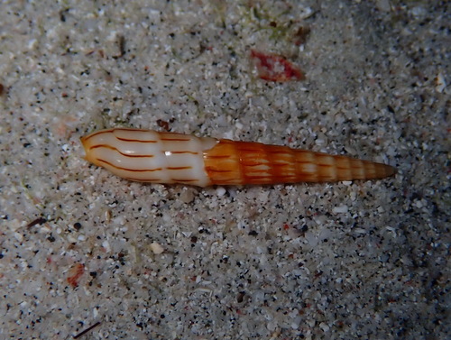 Hastula lanceata observed 2026-09-07