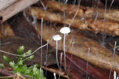 Mycena maldea