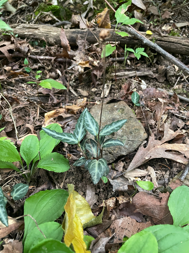 striped wintergreen