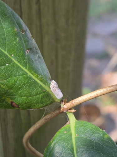 Citrus Flatid Planthopper
