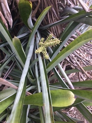 Liliopsida