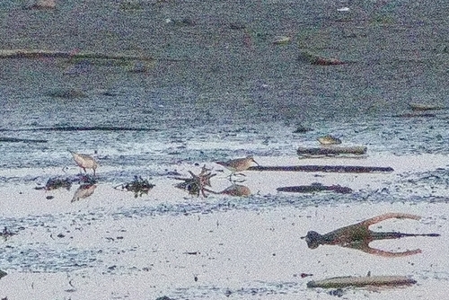Curlew Sandpiper