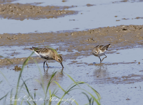 Dunlin