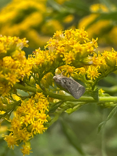 Citrus Flatid Planthopper