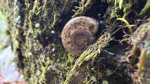 Campylaea planospira