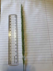 Elymus glaucus glaucus