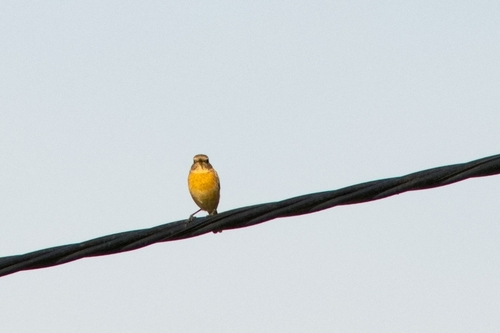 European Stonechat