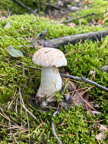 King Bolete