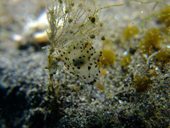 Thecacera