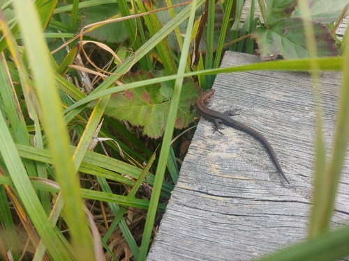 Viviparous Lizard