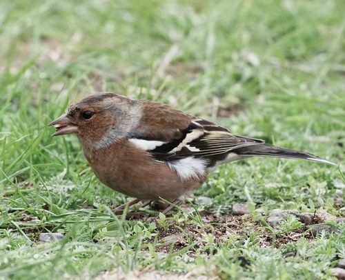 Common Chaffinch