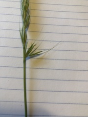 Elymus glaucus glaucus