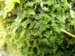 Plagiothecium denticulatum