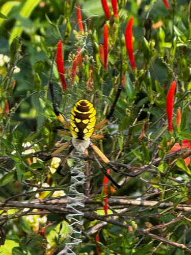 Yellow Garden Spider