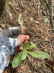 Primula rusbyi