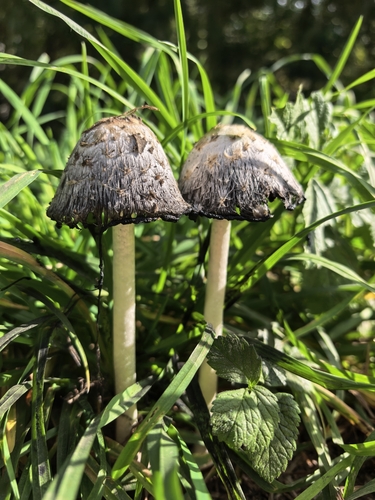 Shaggy Mane